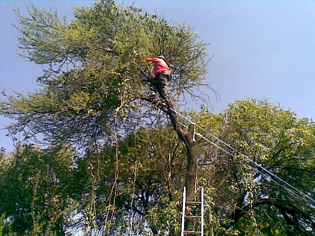 tree-felling